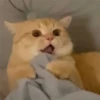 kittys 12
