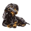 Perritos 30