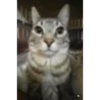 gatitos 14