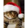 =💚❤️Gatitos Navideños❤️💚= 5