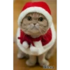 =💚❤️Gatitos Navideños❤️💚= 6