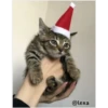 =💚❤️Gatitos Navideños❤️💚= 8