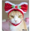 =💚❤️Gatitos Navideños❤️💚= 10