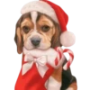 Perritos Navideños🎄💞1🇵🇪Clásica 11