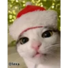 =💚❤️Gatitos Navideños❤️💚= 13
