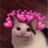 meow 5