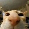 meow 6