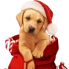 Perritos Navideños🎄💞1🇵🇪Clásica 15