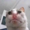 meow 7