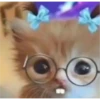 meow 8