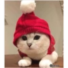 =💚❤️Gatitos Navideños❤️💚= 20