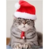 =💚❤️Gatitos Navideños❤️💚= 21