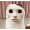 meow 9