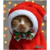 =💚❤️Gatitos Navideños❤️💚= 24