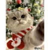 =💚❤️Gatitos Navideños❤️💚= 26