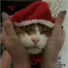 =💚❤️Gatitos Navideños❤️💚= 27