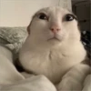 meow 10