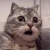 meow 11
