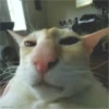 meow 12
