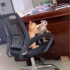 meow 13