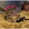 meow 14