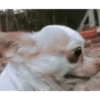 ANIMALITOS 3 7