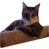ANIMALITOS 3 9