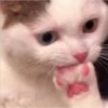 kittys 7
