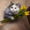 Flowers 4 7