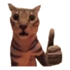 CAT REACTIONS 5