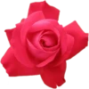Flowers 10 5
