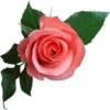 Flowers 10 6