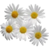 Flowers 10 7