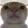 hyper_cats 5