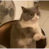 hyper_cats 6