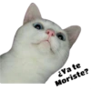 Gatitos 7