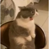 hyper_cats 7
