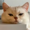 IG: @Mashu.cat 3 5