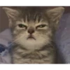 kittys 10