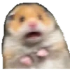 RaghiCasi 2 8