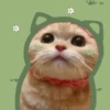 Gatitos Cute😻1🇲🇽Clásica 11