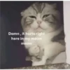 kittys 11