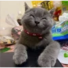 kittys 12