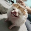 ANIMALITOS 3 13