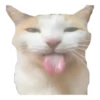 CAT REACTIONS 7