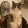 hyper_cats 8