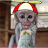 🐒 Muy monitos 🐒 9