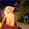 kittys 13