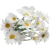 Flowers 10 9