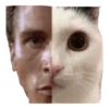 CAT REACTIONS 9